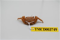 藏品(褶痕厚紋蟹)的圖片